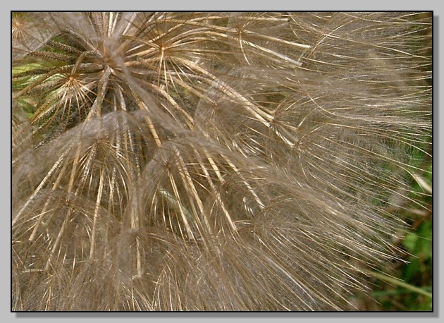 Tragopogon porrifolius / Barba di becco violetta